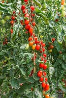 Solanum lycopersicum - Tomato 'Lovely Sunberry' F1
