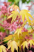 Acer palmatum 'Akane' - Japanese Maple tree leaves
