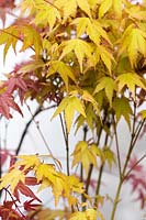 Acer palmatum 'Akane' - Japanese maple