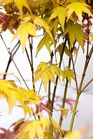 Acer palmatum 'Akane' - Japanese maple