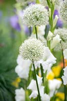 Allium stipitatum 'Mount Everest' - Ornamental onion 