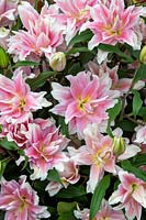 Lilium 'Natalia' - Roselily Oriental Double Flower 
