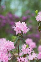 Rhododendron davidsonianum 'Bodnant Form' 