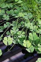 Marsilea quadrifolia - European water clover