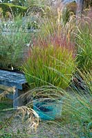 A containerised Panicum virgatum 'Shenandoah' in gravel garden. 
