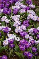 Crocus vernus Pickwick, Flower Record