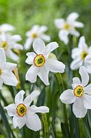 Narcissus poeticus var recurvus