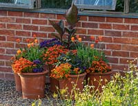 Salvia, Nemesia, Arctotis, Helitrope and Canna pots.