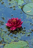 Nymphaea 'Almost Black' - Water Lily