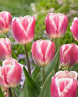 Tulipa 'Snapshot'
