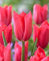 Tulipa 'Mistress Hot Pink'