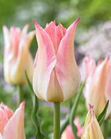 Tulipa 'Ballade Chic'
