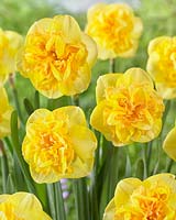 Narcissus 'Frilly Dilly'