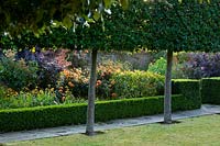 View to Buxus-edged beds through Quercus ilex - Holm Oak - stilt hedging. 

