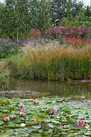 Nymphaea - waterlily - and marginal planting in the natural swimming pool at Ellicar Gardens, Nottinghamshire. 