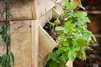 Wild strawberries Fragaria vesca planted in pockets of a wooden bin storage - BBC Gardener's World Live, Birmingham 2017 - Artemis Landscapes Living in Sync Garden