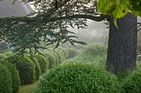 Row of clipped topiary balls and Cedrus libani - cedar of Lebanon tree.