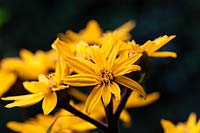  Ligularia dentata 'Desdemona'