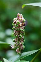 Phytolacca americana-  Immature flower