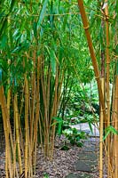 Avenue of Phyllostachys vivax aureocaulis 