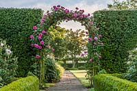 Rosa 'Madame Isaac Periere' at Town Place in Sussex