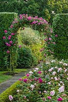 Rosa 'Madame Isaac Periere' at Town Place in Sussex