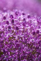 Globe Allium 'Ambassador'