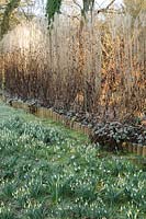 lawn studded with snowdrops in front of ornamental grass hedge. 