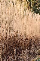 Miscanthus sinensis 'Malepartus' with the dead Rudbeckia. Gloucestershire