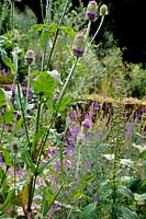 Dipsacus fullonum - Teasels in mixed bed.