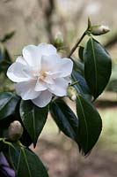 Camellia japonica 'Hagoromo'
