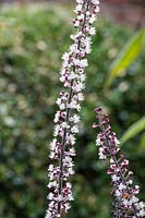 Actaea simplex Atropurpurea Group - baneberry 