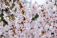 Prunus nipponica var. kurilensis 'Brillant' - Kurile cherry