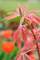 Aesculus x neglecta 'Erythroblastos' - Caroline horse chestnut