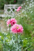 Papaver somniferum 'Pink Venus' -  Opium poppy 