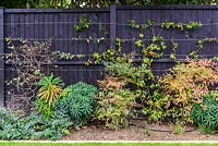 A border of establishing shrubs, perennials and climbers in front of black painted wooden fence. 