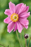 Anemone hupehensis var. japonica 'Pamina' AGM Japanese anemone