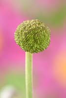 Anemone hupehensis var. japonica 'Pamina' AGM Japanese anemone, Seedhead 