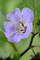 Nicandra physalodes - Shoo-fly - Apple of Peru