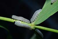 Phymatocera aterrima - Solomon's Seal sawfly larvae Caterpillars