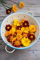 Edible flowers - Tagetes in colander