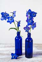 Delphiniums in blue bottles