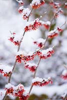 Snow on Hamamelis x intermedia 'Diane' - witch hazel