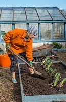 Woman heeling in leek plants into raised beds. 