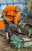 Woman heeling in leek plants into raised beds.