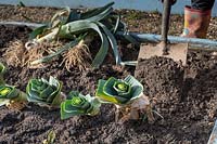 Woman heeling in leek plants into raised beds.