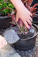 Close up detail of person planting up Loeblia 'Queen Victoria' into aquatic basket and backfilling with fine gravel. 
