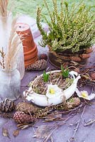 Frosty tablescape with Helleborus flowers, bulbs, cones, Erica and dried ornamental grass. 