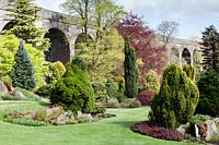 Grass bank with selection of Conifers at Kilver Court Gardens, Shepton Mallet, Somerset. 