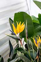 Strelitzia reginae 'Mandela's Gold' 